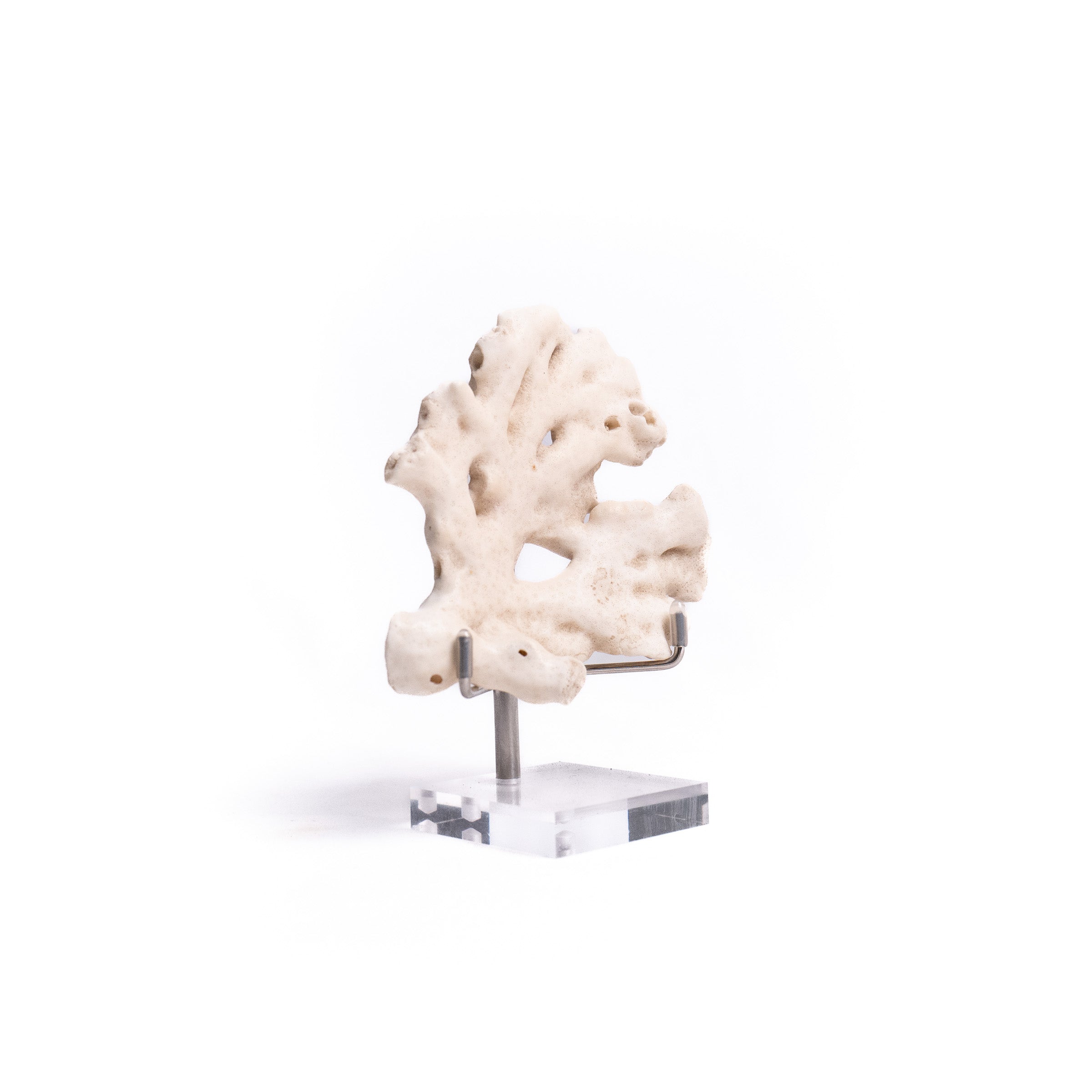 Fossilised Coral Specimen - 3
