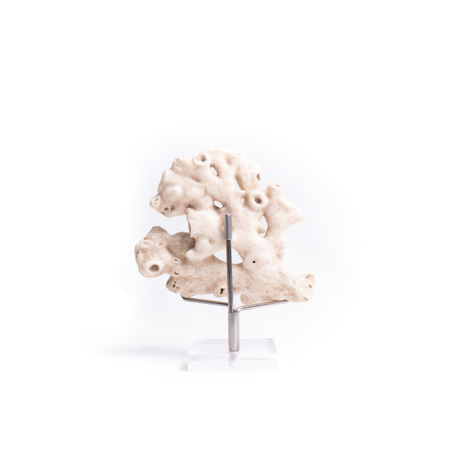Fossilised Coral Specimen