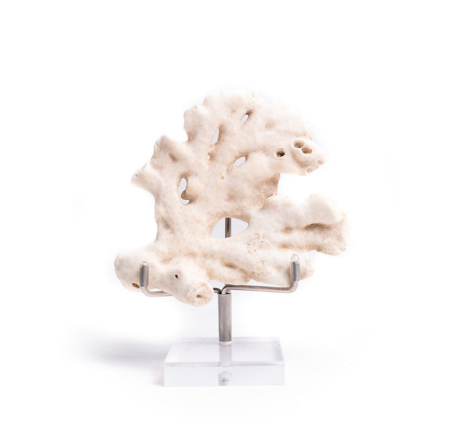 Fossilised Coral Specimen