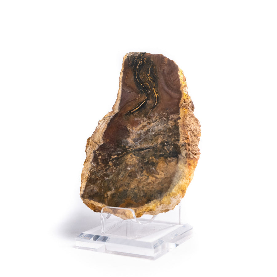 Stromatolite Slab