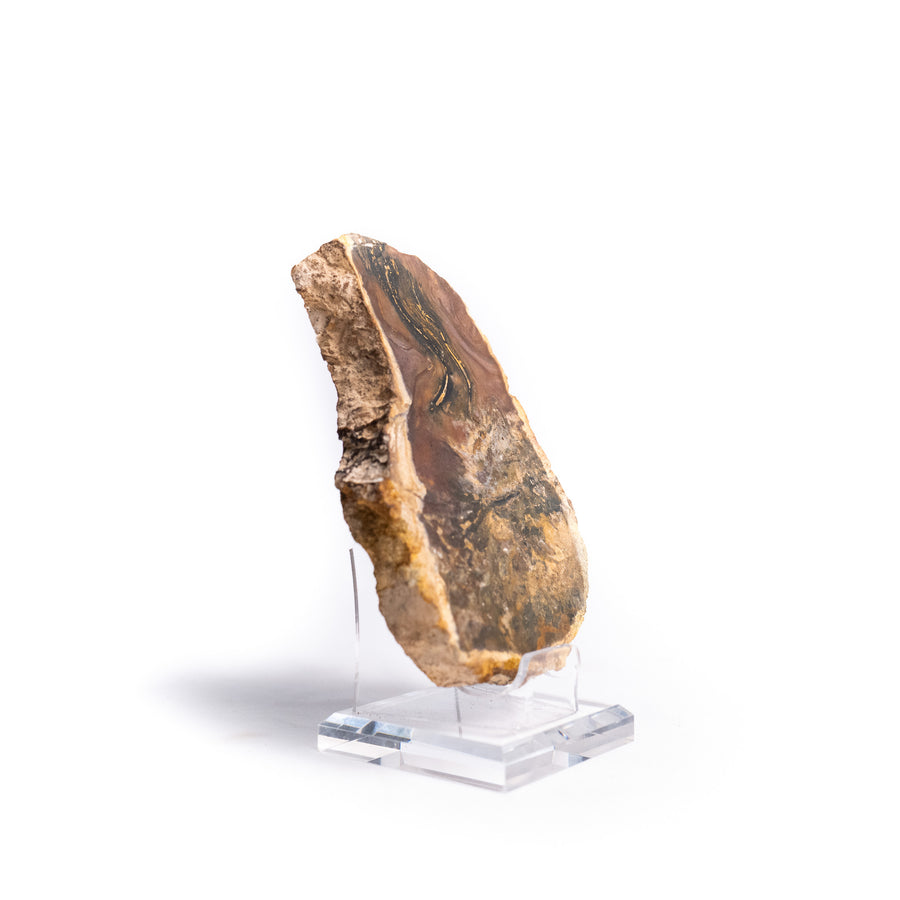 Stromatolite Slab
