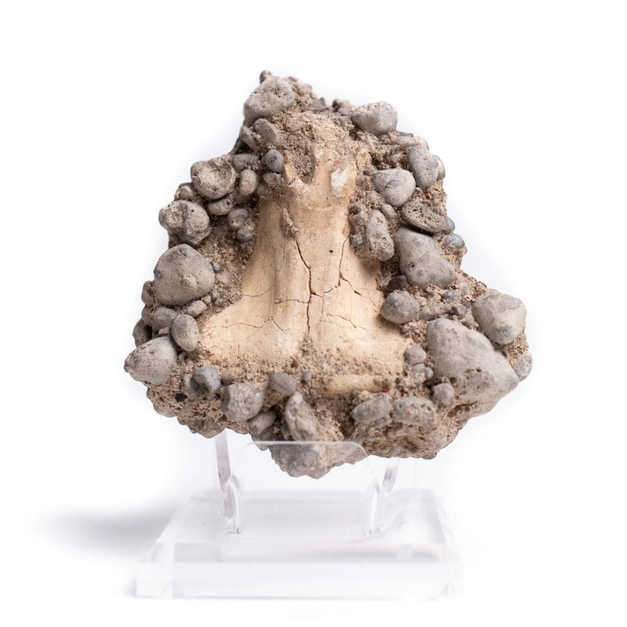 Shark Tooth with Bryozoan Encrustation