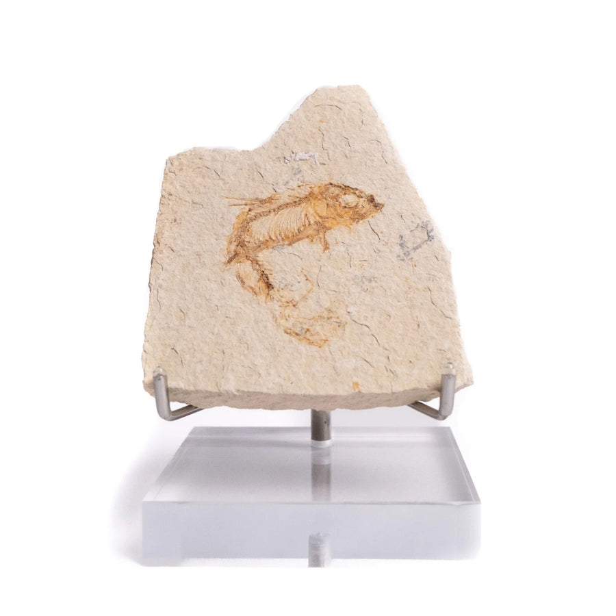 Fossil Fish Fragment