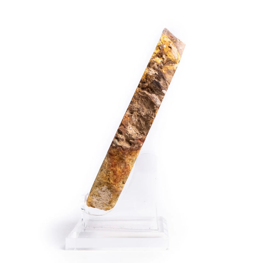 Stromatolite Slab