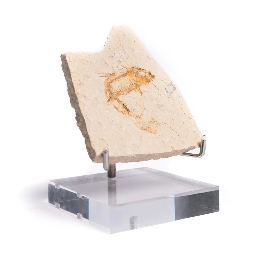 Fossil Fish Fragment